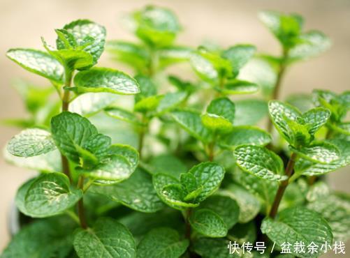  阳光：卫生间放4种“吸味盆栽”，不仅除异味还杀菌，绿意盎然生机旺