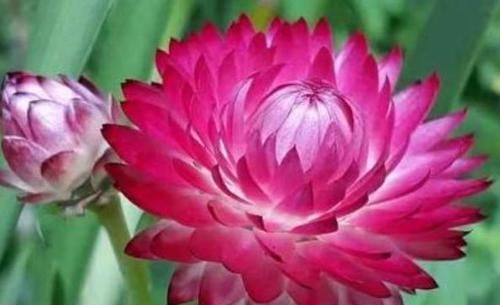  「优良」客厅养花，那就养”优良名菊“鳞托菊，花开如鱼儿嬉戏，精美绝伦