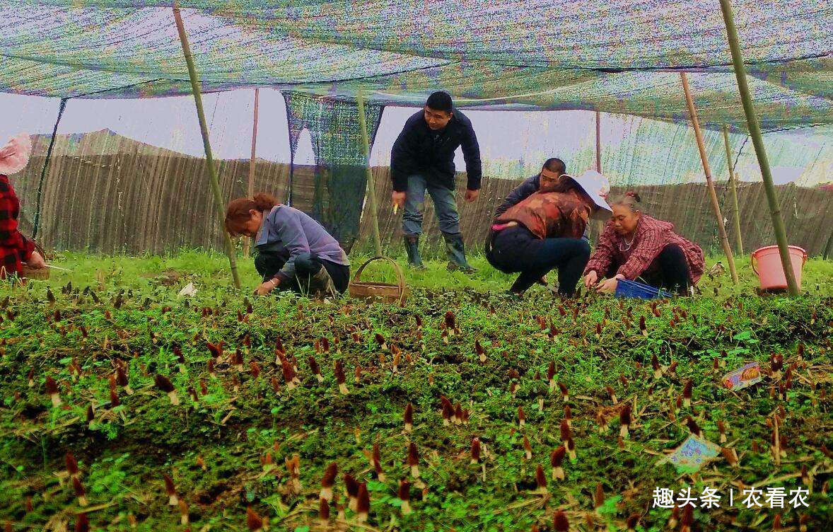  人称@人称“陆地鱼”，20斤晒干仅剩2斤，一斤900元，野生的几乎