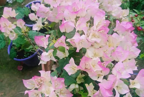 延长■开花爆盆的三角梅绿樱,最近爱掉花,一碰就掉花瓣,怎么延长花期