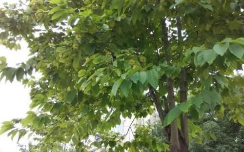  「喜树」长在山里的重点保护植物，当年被农民砍当柴烧，现在价