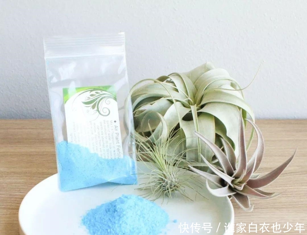 水培|水培的植物应该如何施肥,有什么需要注意的地方?