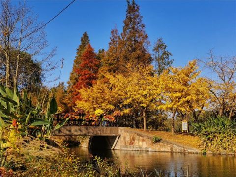 5万余株树木妆点大地 共青森林公园变身“黄金森林”[图]