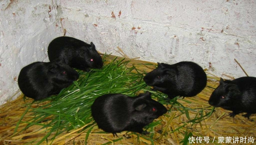  #黑豚#农村想要搞养殖业，没有太多钱投资，可以先选择这些东西