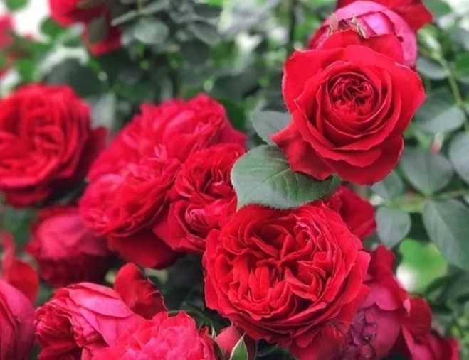 『开花』最受欢迎的“5种花”,人见人爱,漂亮又好养,两盆足够美爆你家