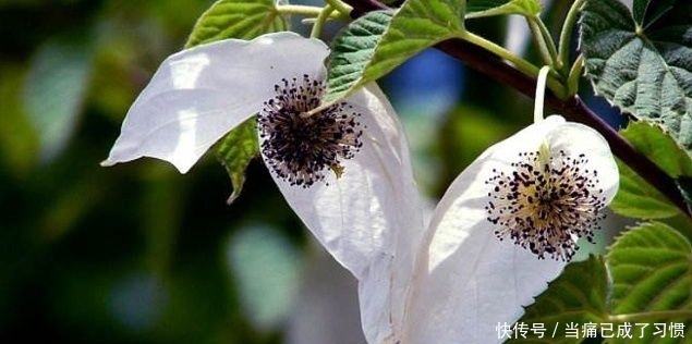  鸽子■它便是珍贵的“鸽子树”，稀少难得，农村见到，请好好保