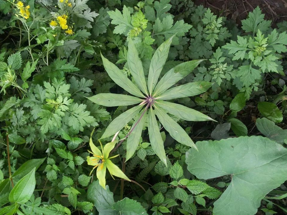 山里这野草，人称“土三七”，蛇见到就怕，价值珍贵300元一斤