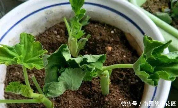  太漂亮@只养1种花，几平米阳台开成“花海”，真是太漂亮啦