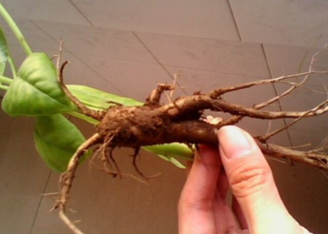  「人参菜」原本是外来入侵植物，却被人们吃到要种植，还以“人