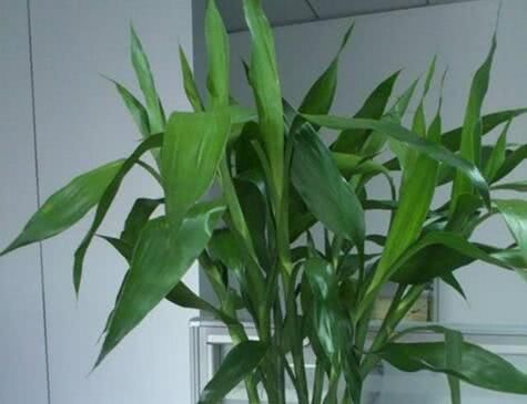  「富贵竹」李大姐养“富贵竹”，滴上“3滴它”，10天根系窜满瓶，叶油绿