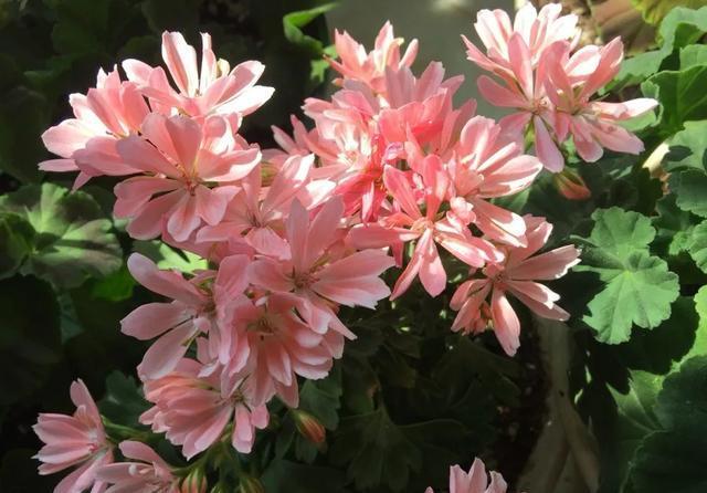  #图片作者#有一颗爱花的心，就算只有个封闭小阳台，也能养出一片花海！