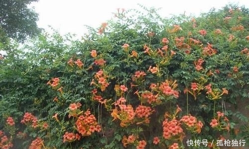  『适合』若是有个院子，定要养上此4种花，养成花海，一进院就迷住
