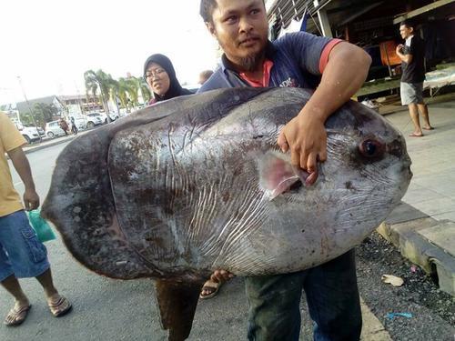 世界上渔民最讨厌的鱼，常躺在水面晒“日光浴”，渔民见到它就躲