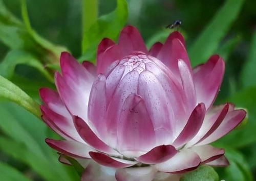  『喜欢』喜欢菊花，推荐养盆“菊中精品”鳞托菊，似鱼儿遨游，淡雅高贵！
