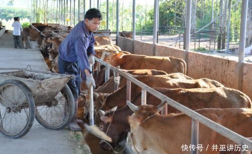  「秸秆」秸秆如何养牛, 以下几种是秸秆养殖技术, 养殖户必须了