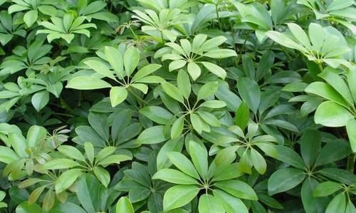 「甲醛」4种花卉是“天然净化器”，室内养2盆，甲醛、异味全跑光！