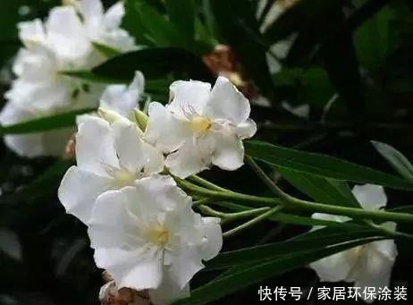  「美艳」此花是花中小清新，花开清新靓丽，似仙子般优雅怡舞，美艳动人！