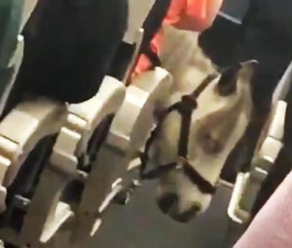  [座位]乘客们坐飞机出行，突然发现飞机上座位旁有匹小马，正在