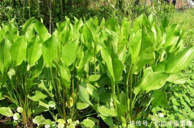  [长水]外形像茨菇，长水田里遭农民痛恨，却有人种植一斤卖13元