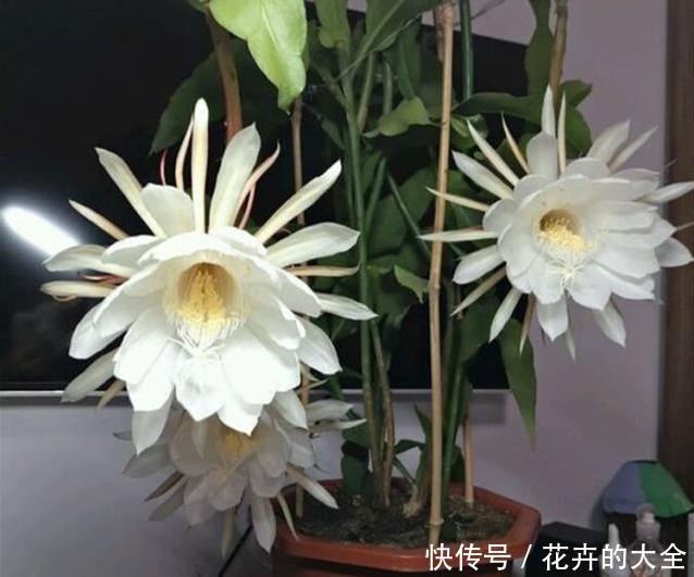 白天@如何让昙花顺利开花,或是白天开花?学会这么做,简单有效