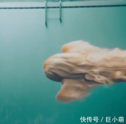  『紫菜』时尚宠儿阿富汗猎犬，下水竟变成一团紫菜，毛太重游都游不动