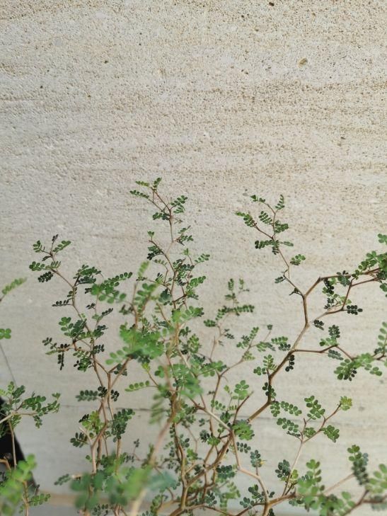 「蕨类植物」聪明人爱养的耐阴花,高贵不俗气,叶子长得跟油画似的