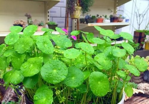  『剪根』4种“花”不用买，剪根枝条“扔盆里”，半月冒出大白根，真省钱