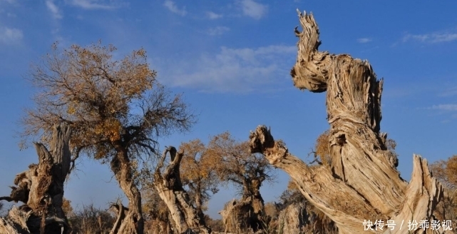 世界上“最古老”一片原始胡杨林,覆盖面积达47万亩,就在新疆