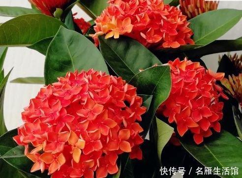 财运@养花就养3种花,好养易活花量大,寓意“财运高升”,福气满满