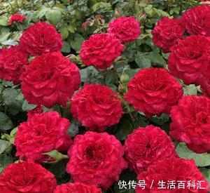  漂亮：喜欢养护漂亮的花卉，就选择花色艳丽，开花量繁多的3种花卉