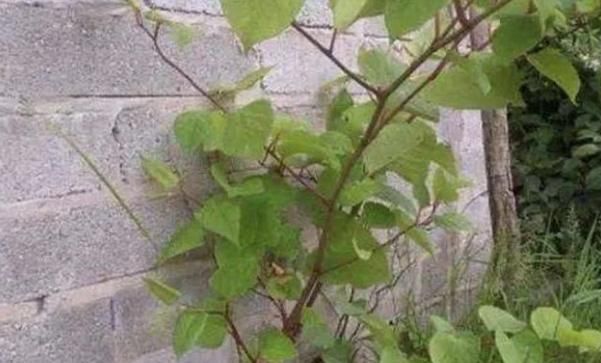  『碰到』有危害的1种“野草”，人称“日本虎杖”，根茎发达，碰到请铲除