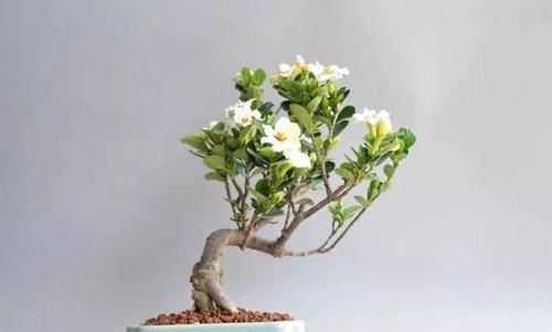  「身价」这六种植物越养越值钱，在家养几年，身价猛涨几倍！你家养了几种