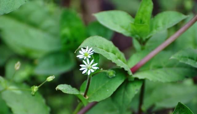  「殊不知」农村一大“恶草”，过去农民见到就拔掉，殊不知是稀罕降压野菜