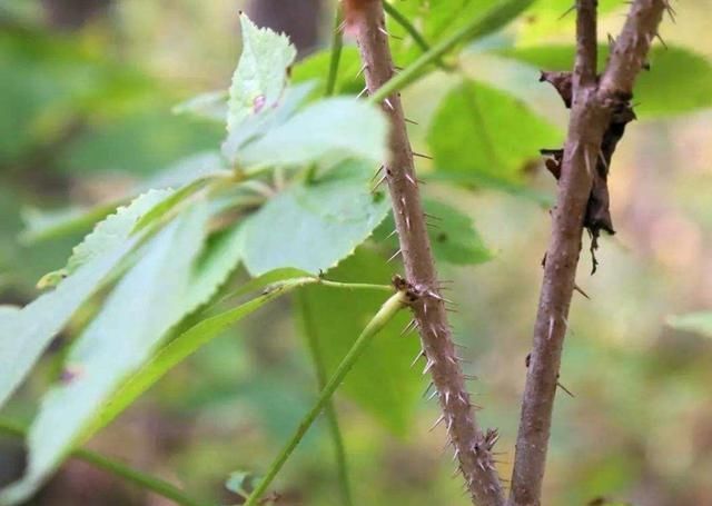  『当地人』乡下的野生植物价值堪比人参，当地人用它来炒鸡蛋，你肯定没吃过