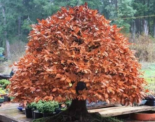  暖凉爽的环：22种天生就是最好的盆景植物，你认识几种？