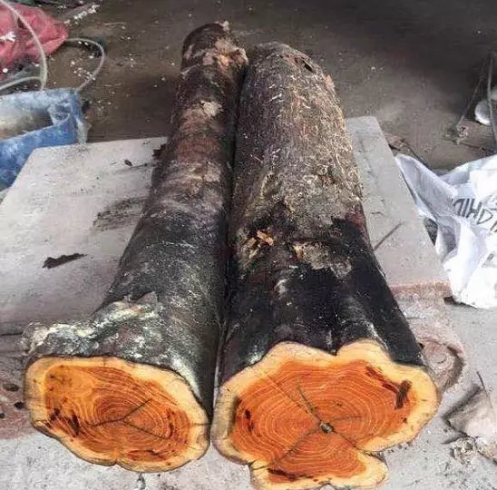  【黄金木】南檀北柘，农村的“黄金木”，车一串珠子几万块，农