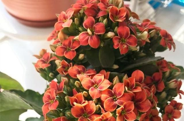  家里：给长寿花来点“补品”，花开色艳，开成大花球！