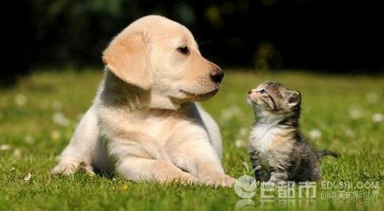 刘坚军被曝性骚扰事件真相 刘坚军个人资料照片孙孙向你扔了只狗