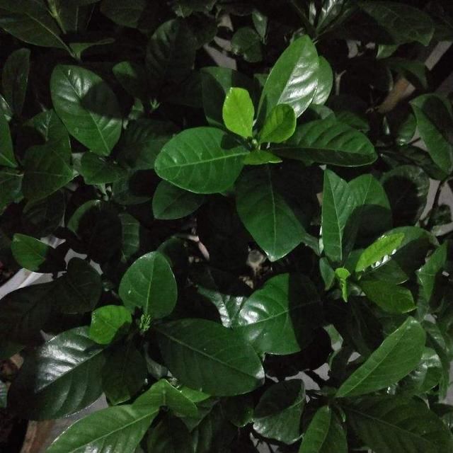 于花卉修剪■修剪也得有“度”,“3种花”要悠着点,剪狠了一年不开花