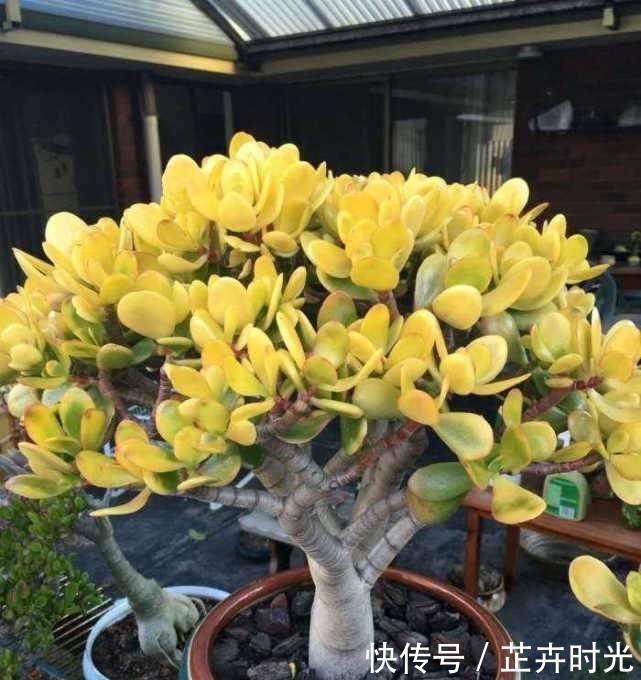  植物@玉树是多肉植物的一种，养护玉树要注意什么？