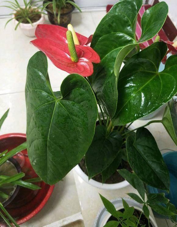 『红掌』红掌黄叶不开花，这“4项”导致，教你正确解决，叶子油绿开花多