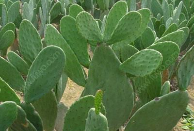 「浇水」仙人掌千手观音开花吗