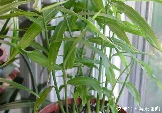  [家里]家里有阳台，种上2种菜，比养多肉强，好看又好吃，值了！