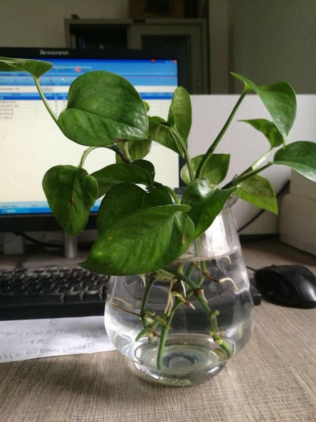  #塞水#夏天绿萝老黄叶，不如薅出来塞水里，分分钟长出好几米