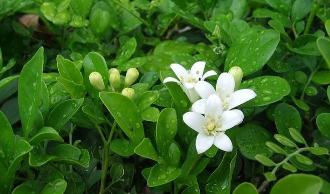  【室内】这4种花香味很好闻，但是会“上头”，室内养殖要小心