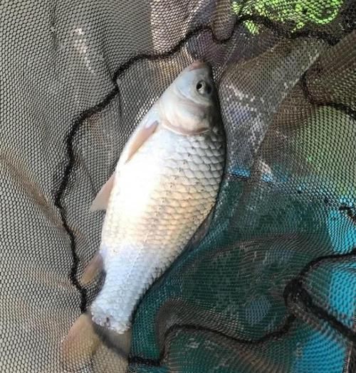  不好：小鲫鱼太多不好钓？我只改动了3个细节，就让咬钩的变成大鲫鱼了