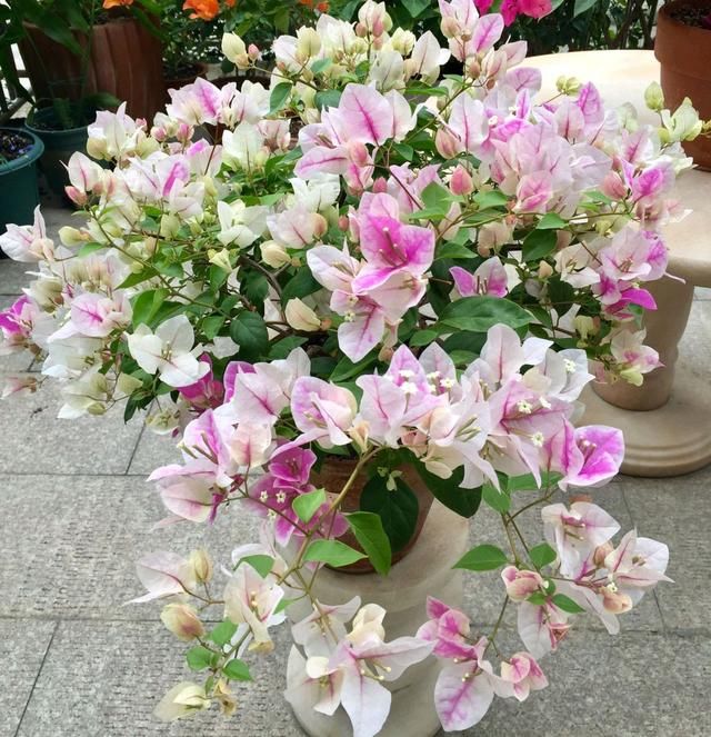  晓得：为什么我养的三角梅开春直接爆花？冬季做了3件事，不晓得来看看