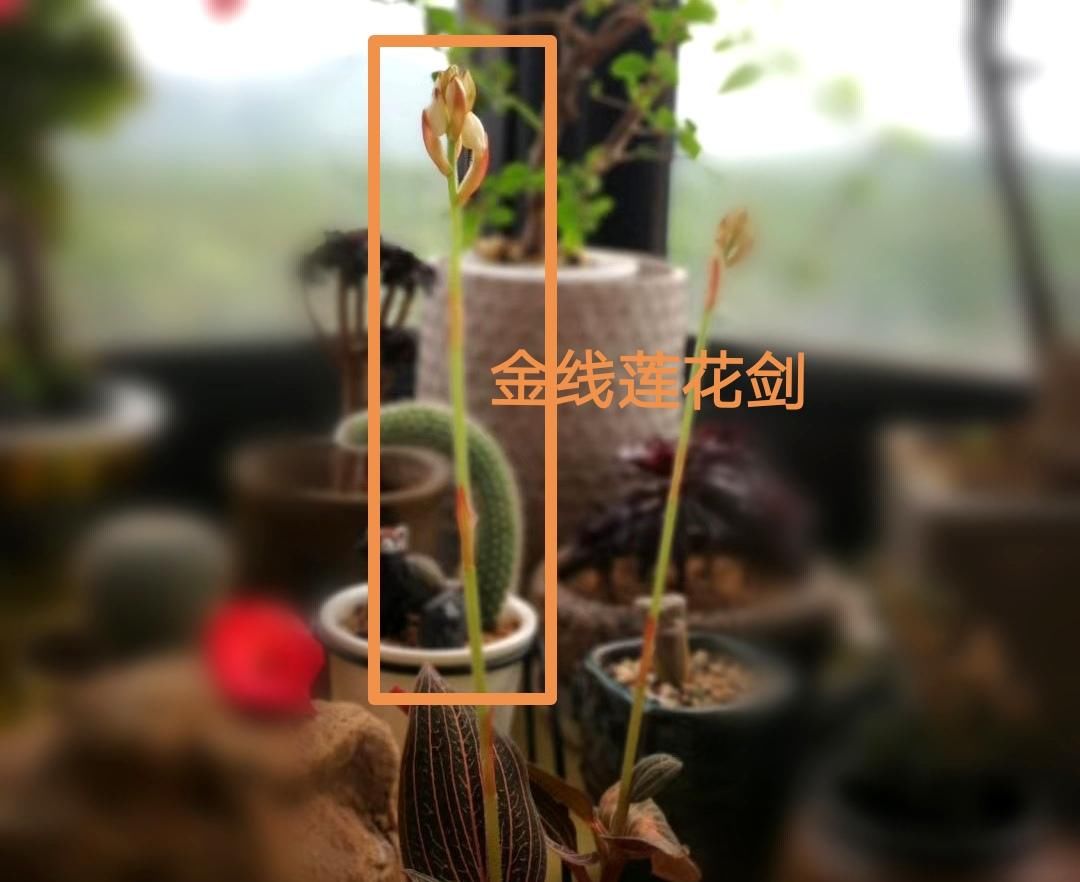  『家庭盆栽养』这三种都是药用价值超高的植物，颜值不输任何盆景