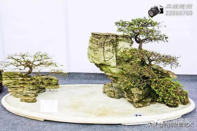 把温江盆景卖到欧洲去
