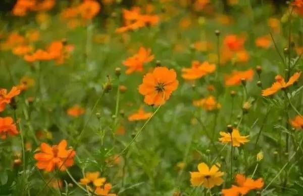 前方花海高能，这些花儿你能认出几种？
